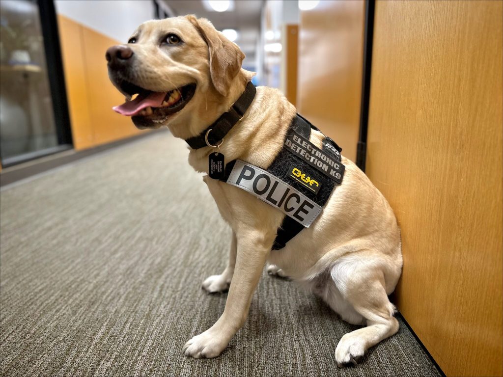 This Labrador can sniff out&nbsp;cybercrimes