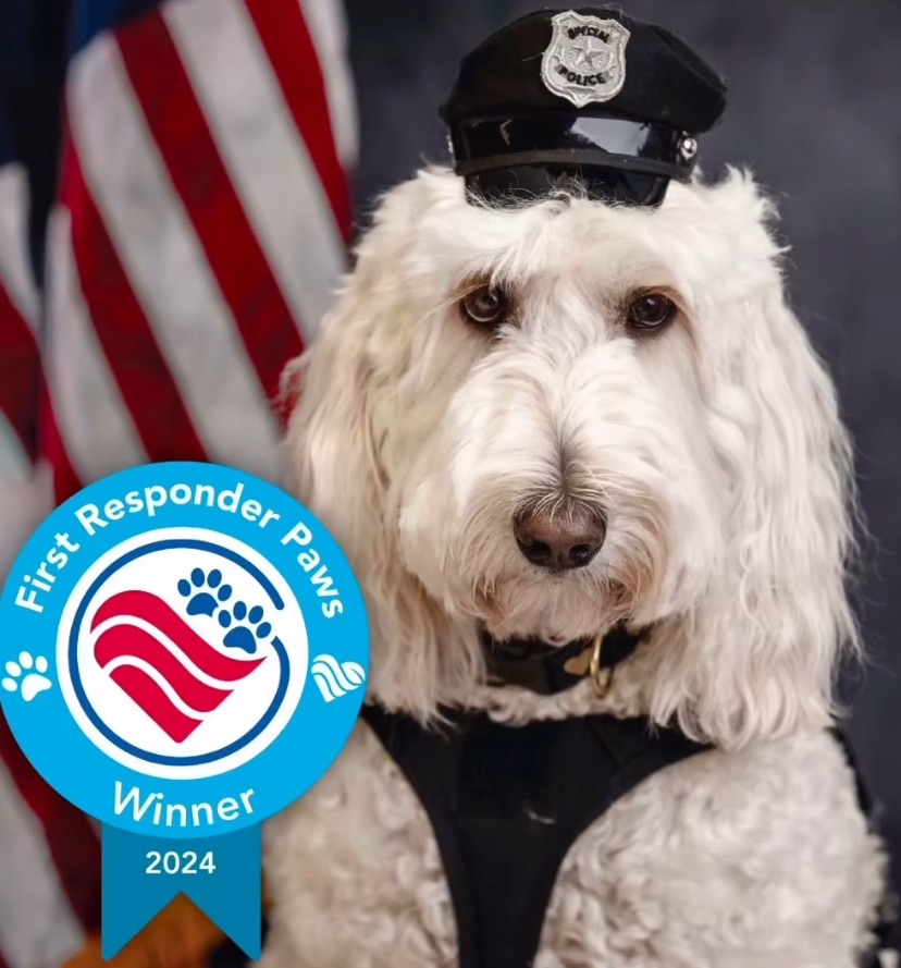 Goldendoodle wins gold in therapy and disaster&nbsp;relief