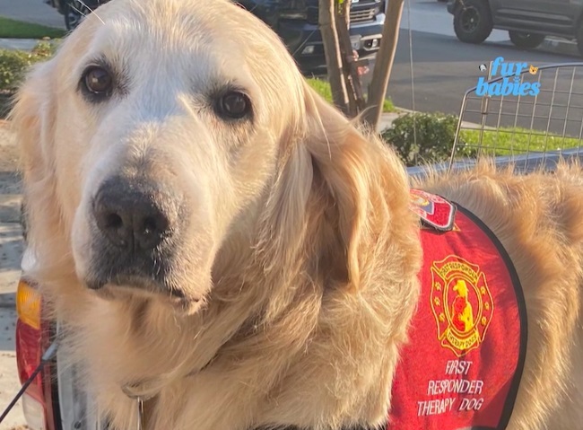 Fighting fires and stress one cuddle at a&nbsp;time