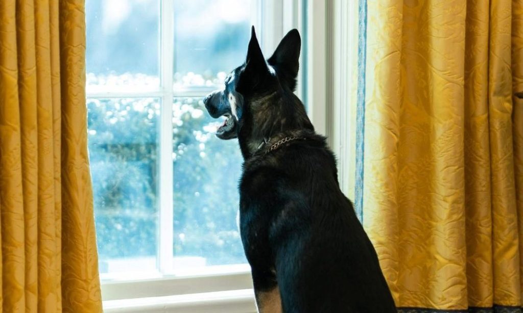 Five pawsitive impacts of Major Biden, First&nbsp;Dog