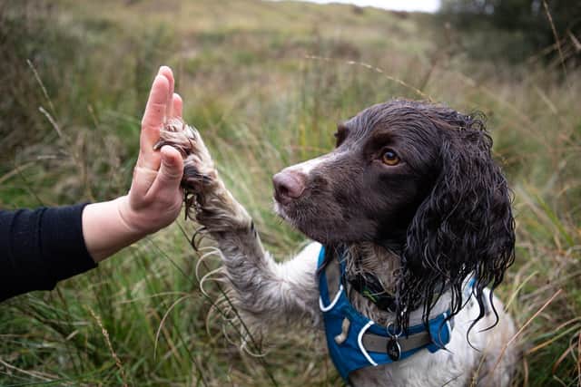Reid, the Seabird-saving&nbsp;Spaniel